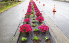 マイ・フラワーロード推進会による花の植栽